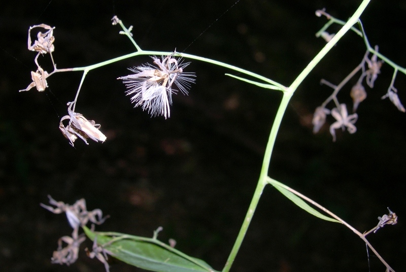 Prenanthes purpurea / Lattuga montana